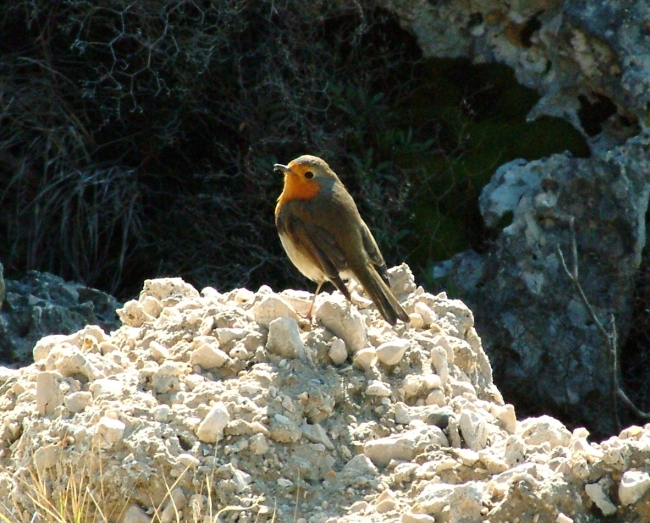 Porticciolo romano - Formia